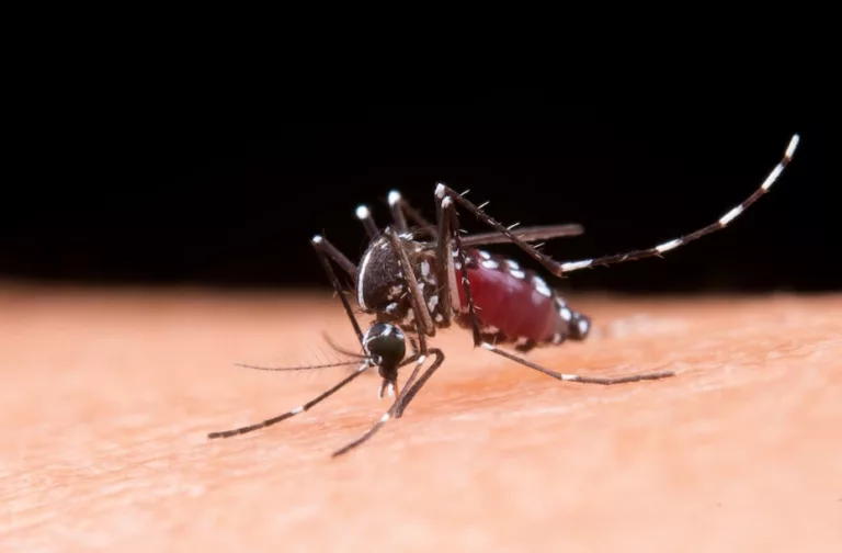 Dr. Ajuda: como evitar picadas de pernilongos