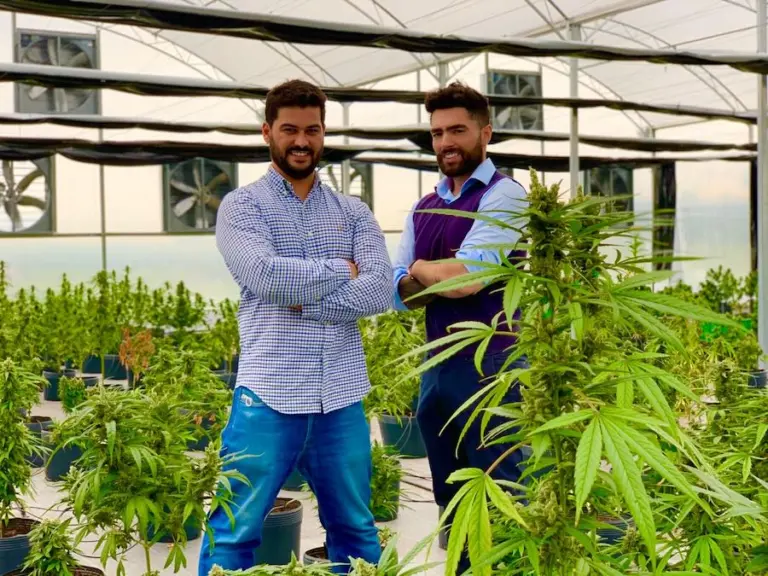 Curitibano lança clube de assinatura de cannabis medicinal