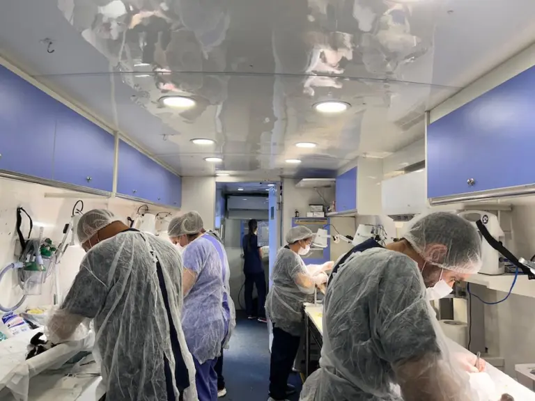 Saúde Animal: Guaíra oferece castração e serviços veterinários gratuitos para quem mais precisa