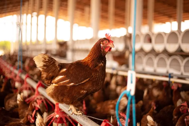 O compromisso com o bem-estar animal: Garantia de excelência e qualidade produtiva no Agro