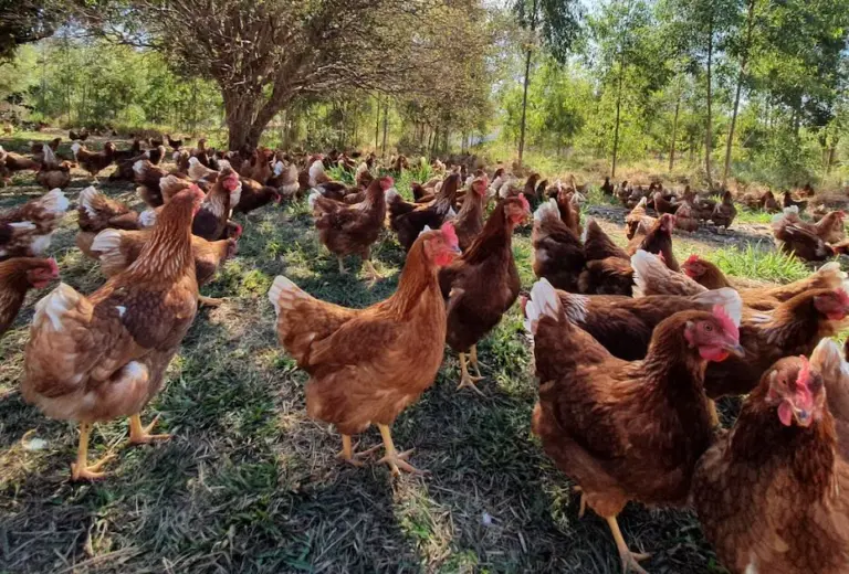 Produção de ovos com galinhas livres ganha força na avicultura brasileira para promover a sustentabilidade e o bem-estar animal