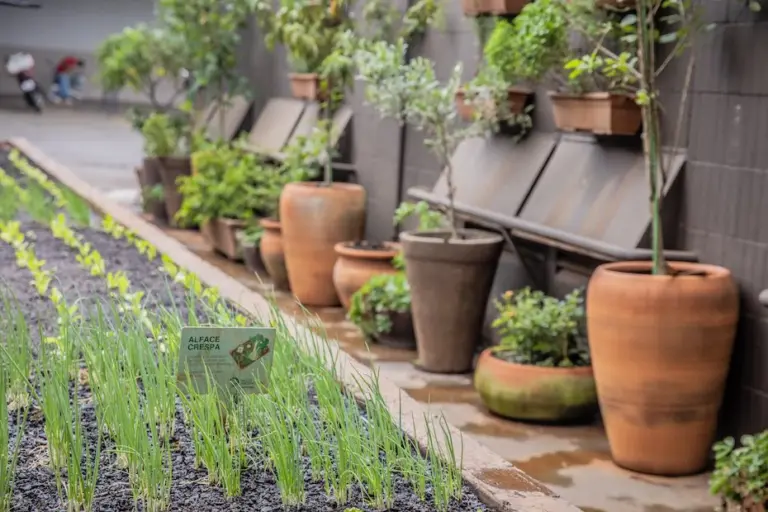Toneladas de alimentos que seriam descartados se transformam em adubo orgânico em horta corporativa