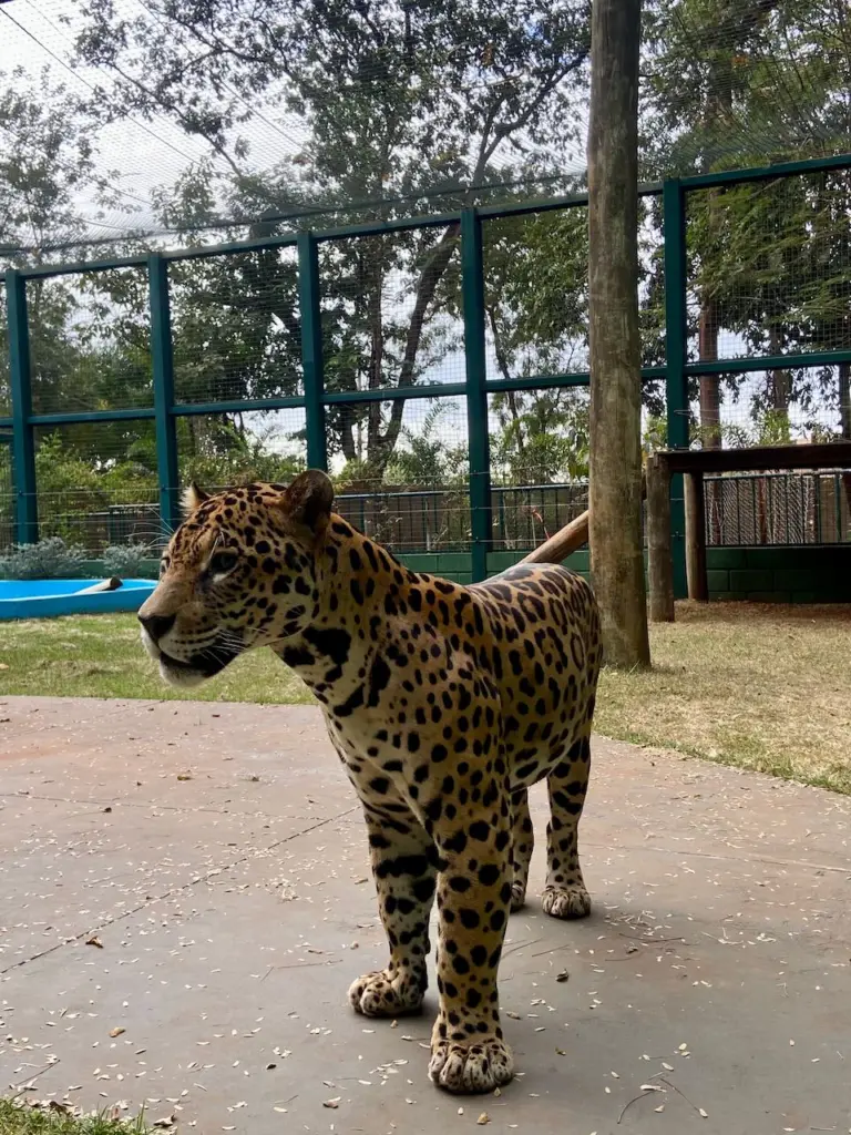 É oficial: Zoológico de Guaíra reabre em 22 de julho e apresenta Caeté, a onça-pintada