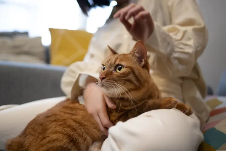 Gatos conquistam os lares do País