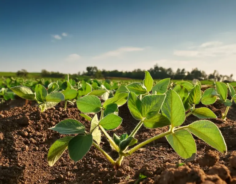 Produtividade da soja avança e Brasil mira nova safra histórica em 2025/26