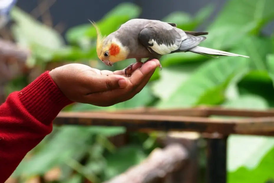 Guia de cuidados básicos com aves de estimação para tutores iniciantes