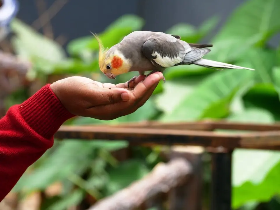 Guia de cuidados básicos com aves de estimação para tutores iniciantes