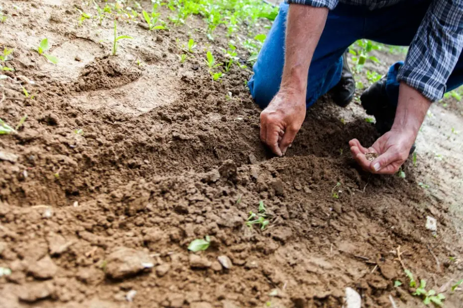 Manutenção de jardim: confira os preços e o que está incluso