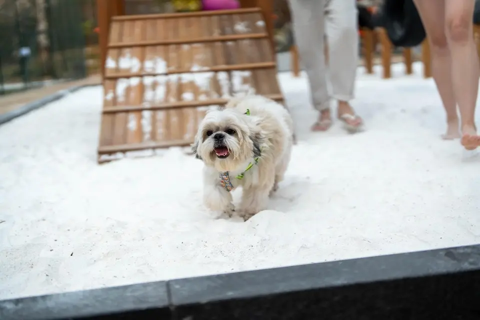 Afeto que viaja junto: pets ganham espaço em resorts no Brasil