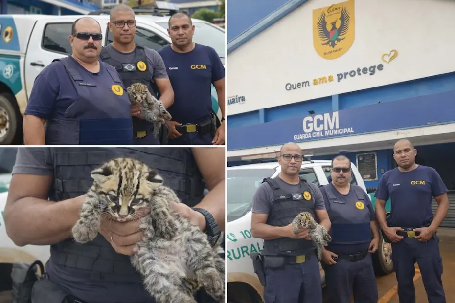 Jaguatirica órfã resgatada pela GCM será reabilitada no CETRAS de Ribeirão Preto