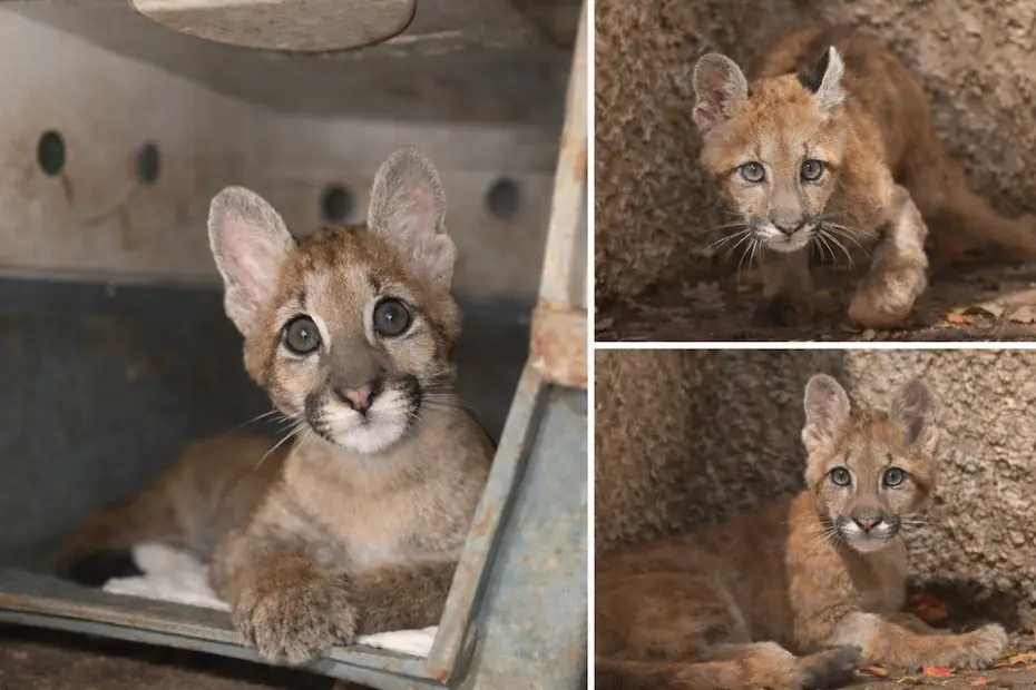 Refúgio vital: zoo acolhe onça-parda vítima de amputação