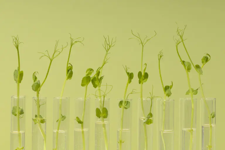 O aprimoramento genético promove ganhos em produtividade e competitividade no agronegócio