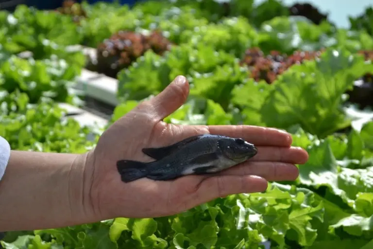 Instituto de Pesca integra projeto inovador para transformar resíduos da aquicultura em bioinsumos