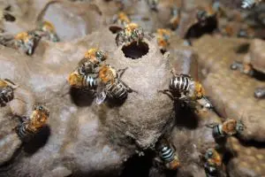 Abelhas nativas são as mais atingidas por pesticidas, mas legislações vigentes não consideram o grupo