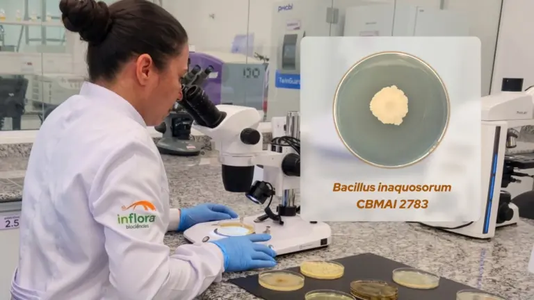 Bacilo de uso inédito no agro brasileiro amplia o combate biológico aos nematóides