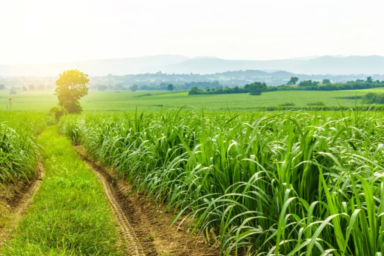 Safra de cana 2026/27 avança com recuperação produtiva e reforça a demanda por manejo eficiente no campo