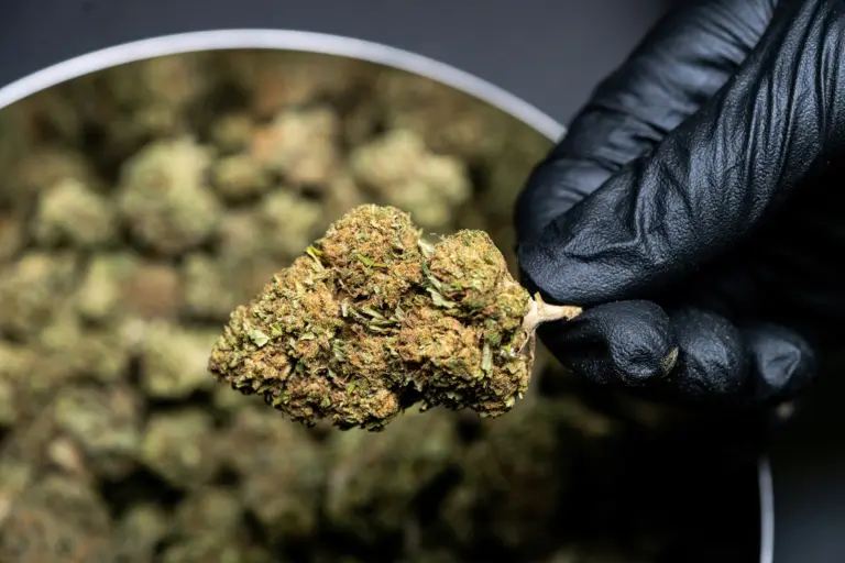 Anvisa simplifica prescrição de produtos à base de Cannabis e especialista aponta impacto no acesso e na pesquisa científica