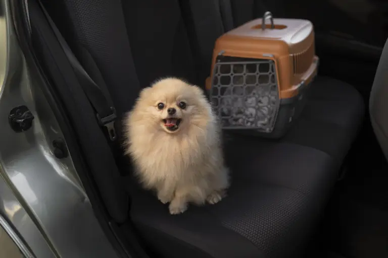 Fato ou fake: o que é verdade sobre a documentação para viagens internacionais com pets