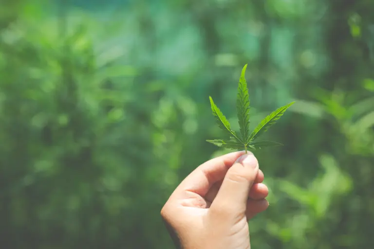 De caso pioneiro à construção de influência: o advogado que quer liderar o debate da cannabis no Brasil
