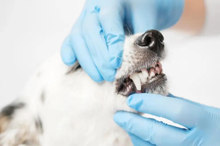 Saúde bucal em pets: como a odontologia previne doenças graves