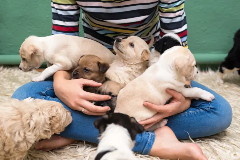 Filhotes de cachorro: por que a imunidade é mais vulnerável?