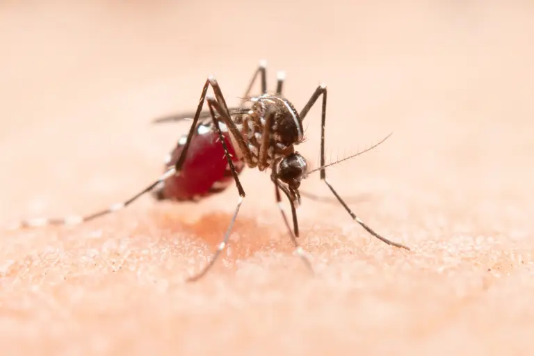 Calor, chuvas e influência do El Niño elevam risco de dengue no Brasil