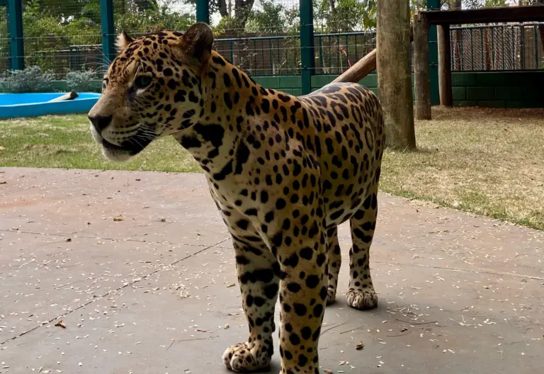 Onça-Pintada Caeté passa por check-up completo e segue em excelentes condições de saúde