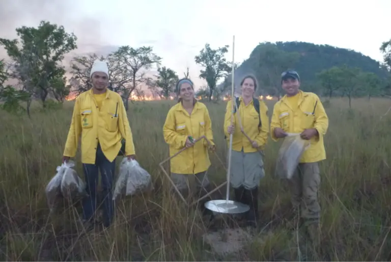Fogo sob controle: como a umidade do ar pode tornar as queimas mais seguras no Cerrado 