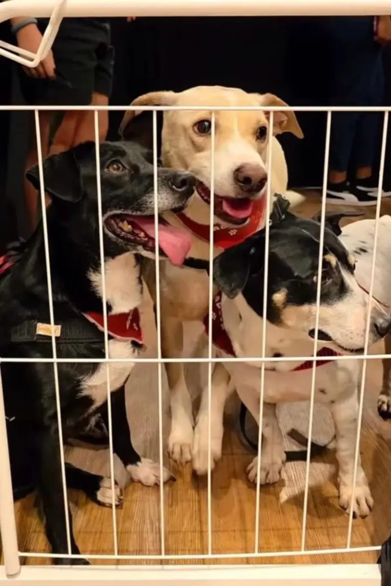 Novo Shopping recebe nova edição da Feira de Adoção de pets, neste domingo