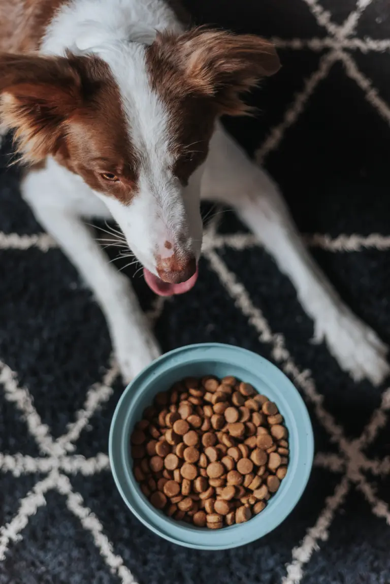 Além do básico: como a nutrição específica pode transformar a saúde do seu cão