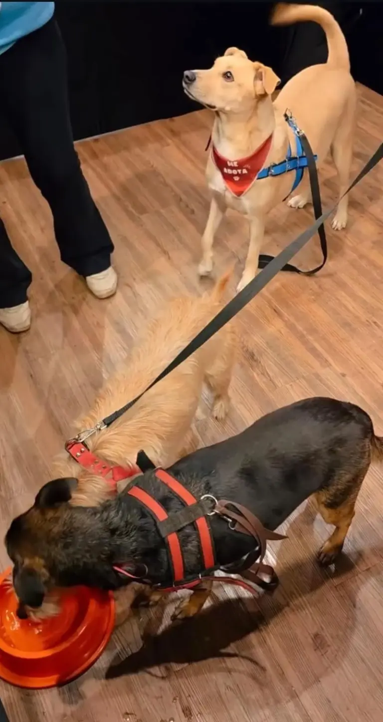 Feira de Adoção de Cães e Gatos volta ao Novo Shopping, neste domingo