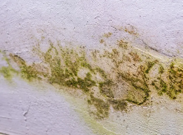 O mofo dentro da sua casa pode ser o inimigo invisível que está te deixando doente