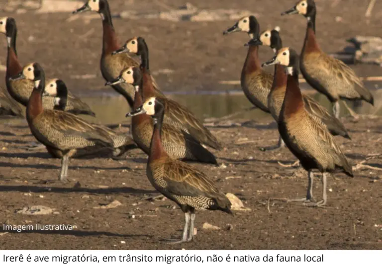 Prefeitura de Guaíra informa sobre caso isolado de ave silvestre com Influenza Aviária e confirma funcionamento normal do Zoo Municipal