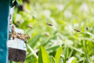 Curso gratuito sobre abelhas e agricultura