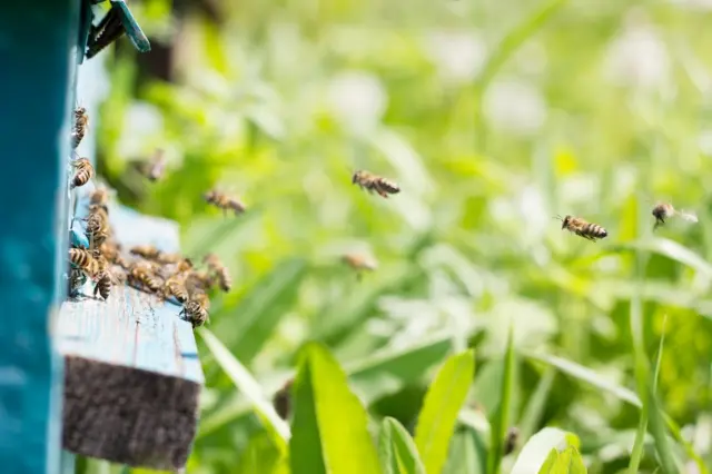 Curso gratuito sobre abelhas e agricultura