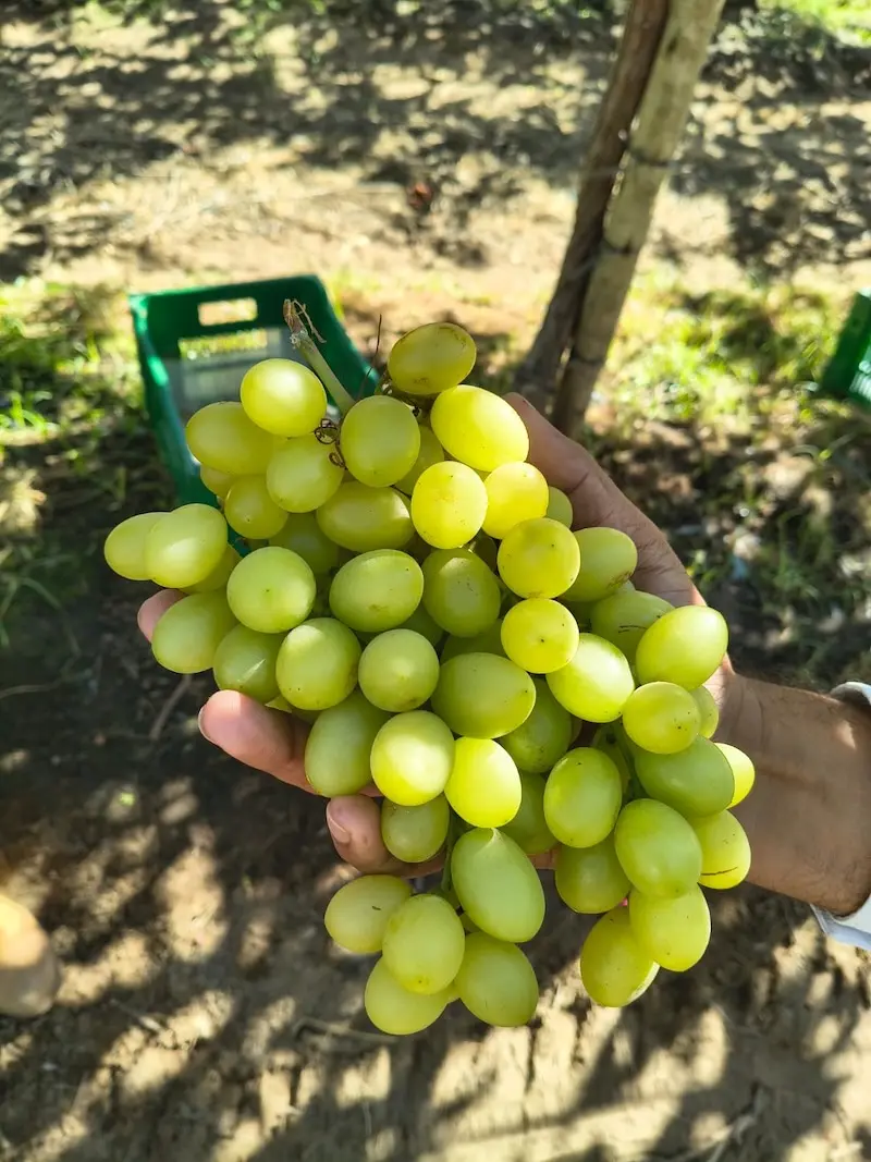 Cultivo de uvas no Vale do São Francisco