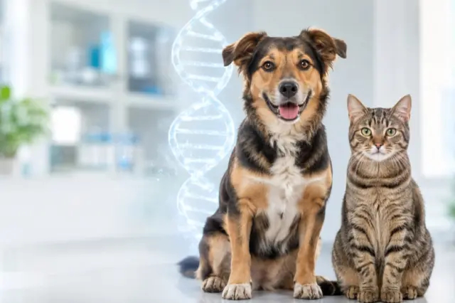 Cão e gato diante de representação de uma molécula de DNA