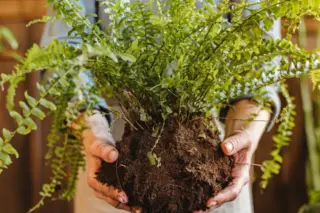 mãos segurando planta com folhas verdes finas e torrão de terra exposto