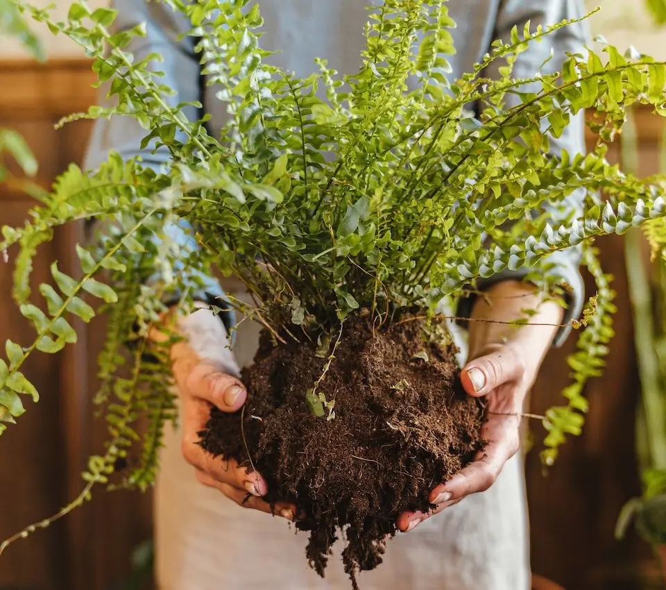 mãos segurando planta com folhas verdes finas e torrão de terra exposto