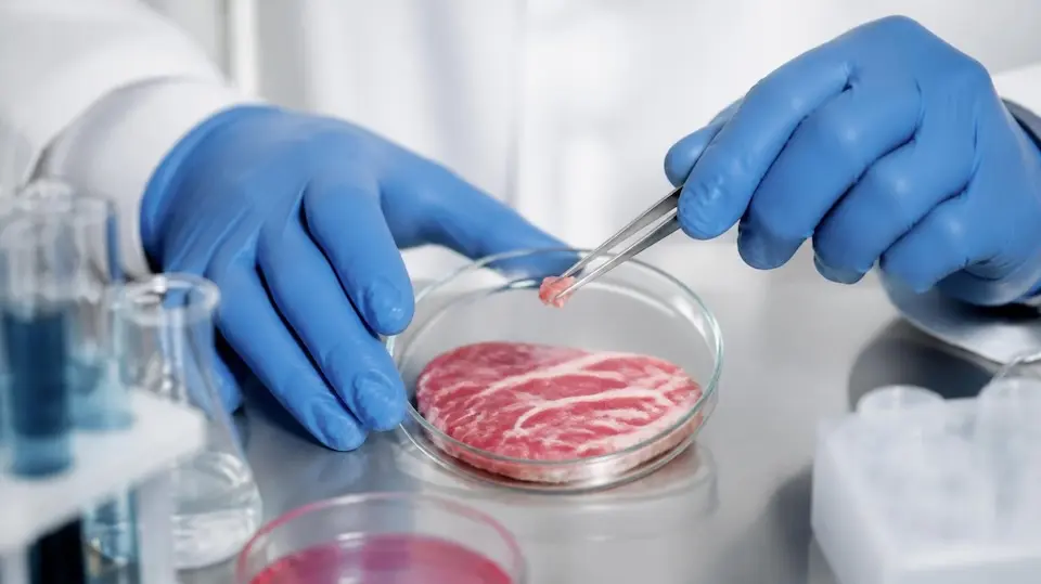 Mãos com luvas azuis seguram pequena amostra de carne com pinça sobre uma placa de Petri contendo um bife fino; frascos e tubos de ensaio ao redor