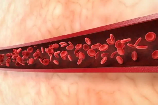 corte longitudinal de um vaso sanguíneo mostrando glóbulos vermelhos no seu interior