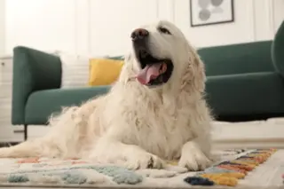 cão de pelagem clara deitado sobre tapete em sala, com sofá verde e almofadas ao fundo, língua para fora
