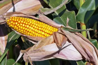 Espiga de milho com palha parcialmente removida mostrando fileiras de grãos amarelos e folhas verdes ao fundo