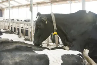 Tecnologia no pasto: colares inteligentes podem aumentar em até 33% a taxa de prenhez de vacas leiteiras