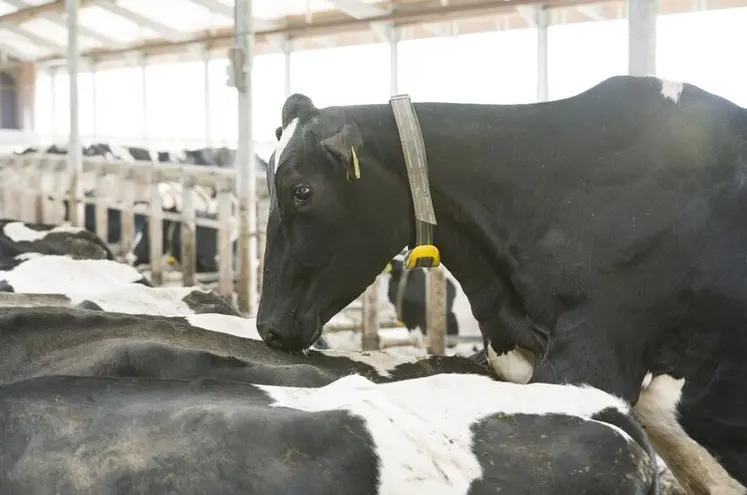 Tecnologia no pasto: colares inteligentes podem aumentar em até 33% a taxa de prenhez de vacas leiteiras