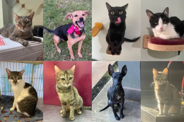 colagem em grade com oito fotos de animais — cães e gatos de pelagens variadas em diferentes cenários