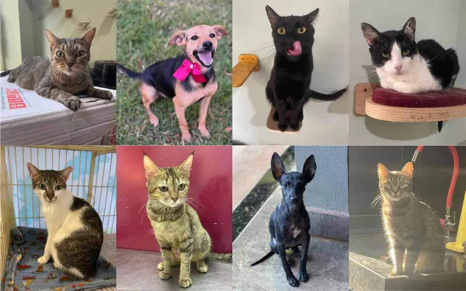 colagem em grade com oito fotos de animais — cães e gatos de pelagens variadas em diferentes cenários