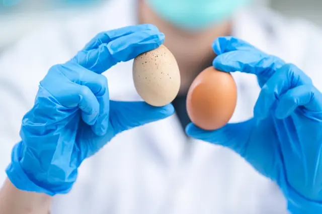 Duas mãos com luvas azuis seguram dois ovos de tonalidades diferentes; pessoa com jaleco desfocada ao fundo