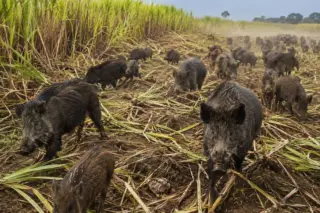 Faesp debate avanço dos javalis e riscos para o agro