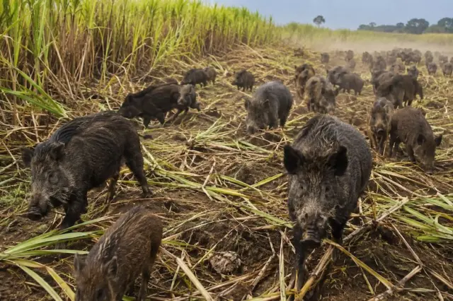 Faesp debate avanço dos javalis e riscos para o agro